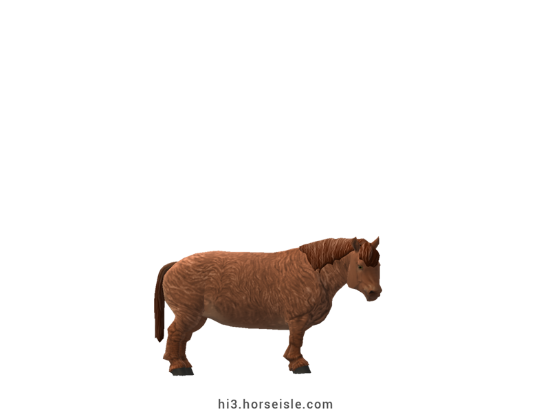 Cow-pony Highland Red Dun Coat